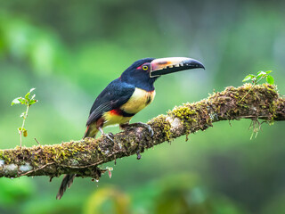 Obraz premium Fiery-billed Aracari - Pteroglossus frantzii is a toucan, a near-passerine bird. It breeds only on the Pacific slopes of southern Costa Rica and western Panama