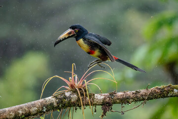 Fiery-billed Aracari - Pteroglossus frantzii is a toucan, a near-passerine bird. It breeds only on the Pacific slopes of southern Costa Rica and western Panama