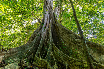 kapok and other trees in a tropical forest in Costa Rica