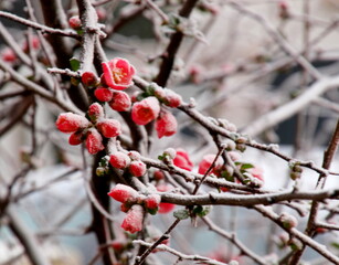 pommier du japon