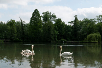 Couple de cygnes et leur portée dans un étang