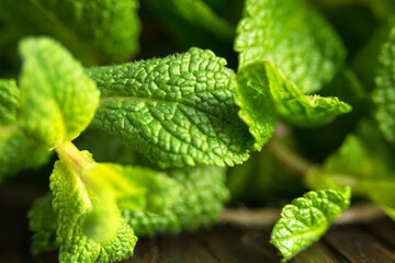 Fresh green mint leaves close-up on a wooden dark background. Mentha piperita plant. Macro photography.
