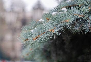 Naklejka na ściany i meble Christmas tree. Pine branch. Spruce. Pine cones. Needles.