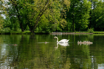 Cygne femelle protégeant sa portée face à un ragondin dans un étang