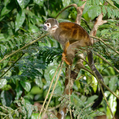 Squirrel Monkey (Saimiri sciureus) in Cuyabeno Wildlife Reserve (Amazonia, Ecuador)