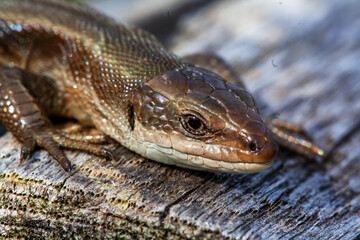 Lézard des murailles en gros plan