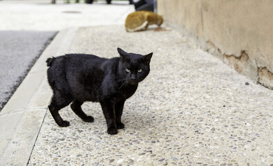 Black cat on street