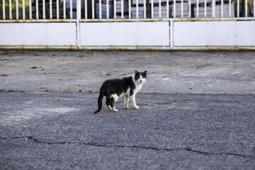 Abandoned stray cat