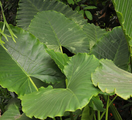 leaves in the garden