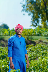 Fototapeta premium Young indian farmer standing at green chilly field