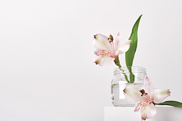 Beautiful white flowers in glass jar on white podium. Spring fragrances concept, minimal style, low angle