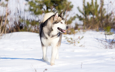 dog malamute on a winter walk