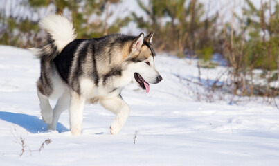 dog malamute on a winter walk