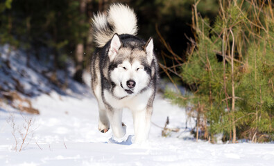 dog malamute on a winter walk