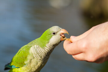 Monk parakeet (Myiopsitta monachus), unrecognizable hand feeding the parakeet