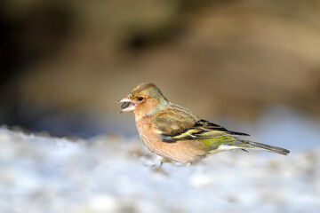 Chaffinch - Fringilla coelebs (female)