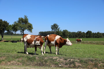 Fototapeta na wymiar grazing swiss cows on the meadow