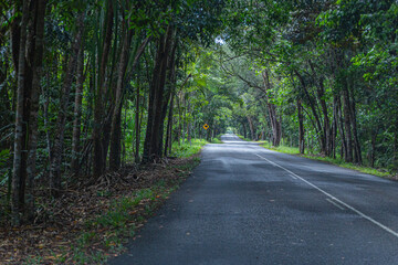 Fototapeta premium In the jungle of Daintree National Park in Queensland, Australia