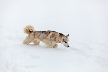 Young Siberian husky dog runs and has fun in deep snow after a h