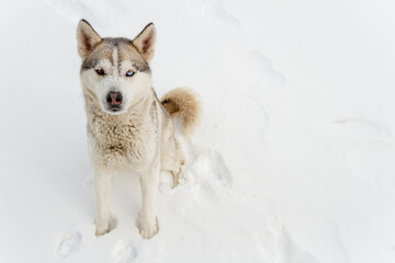 Young Siberian husky dog runs and has fun in deep snow after a h