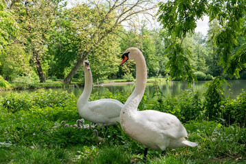 Couple de cygnes au bord d'un lac