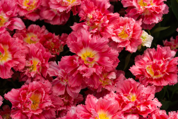 double tulips growing in spring in the park