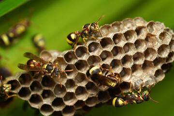 Couples of Ropalidia or paper wasp managing the nest