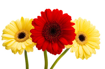 gerbera flowers isolated