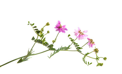 Obraz na płótnie Canvas meadow flowers isolated