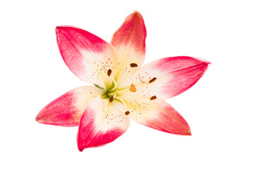 Fototapeta na wymiar lily flower isolated