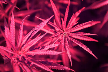 Indoor Cannabis growing Pink and Purple leaves