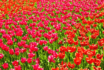 Obraz na płótnie Canvas tulip field