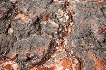 The texture of natural birch. Background close-up