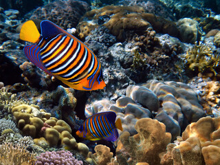 Regal Angelfish (Pygoplites diacanthus) in the Red Sea, Egypt.