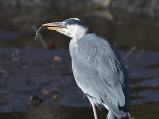Beautiful heron at the waterside 