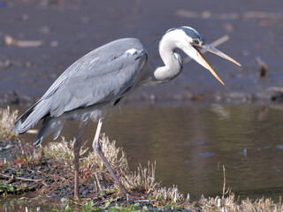Beautiful heron at the waterside 