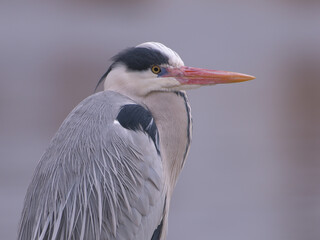 Beautiful heron at the waterside 