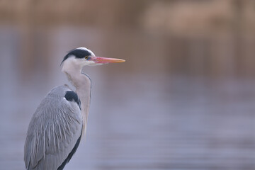 Beautiful heron at the waterside 