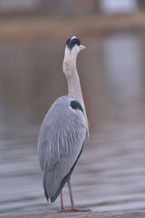 Beautiful heron at the waterside 