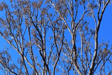 trees branches against a blue sky on a beautiful sunny day