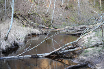 Beautiful nature at day in the misty spring, wild forest. Beautiful forest in Latvia, Europe. 