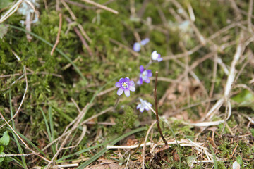 Beautiful nature at day in the misty spring, wild forest. Beautiful forest in Latvia, Europe. 
