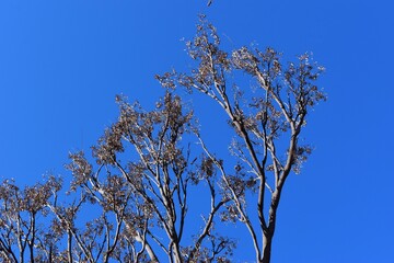 trees branches against a blue sky on a beautiful sunny day