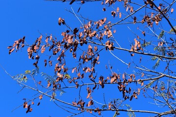 trees branches against a blue sky on a beautiful sunny day