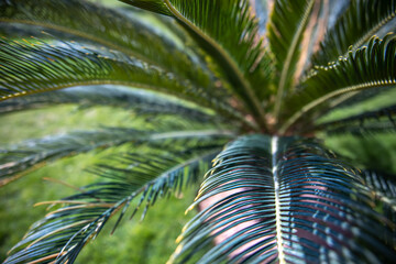 Close up of green branches of Egyptian palm.