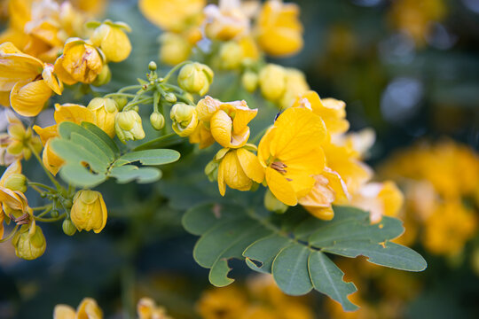 Small yellow flowers senna polyphylla desert cassia.
