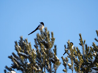 Two magpies are sitting on the tops of the pines. There is snow on the branches of the tree. Sky is blue. Winter natural sunny background with magpies and pine trees.