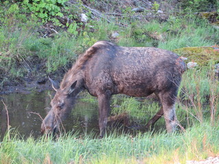 a drinking moose in the Algonquin Provincial Park, Ontario, Canada, May