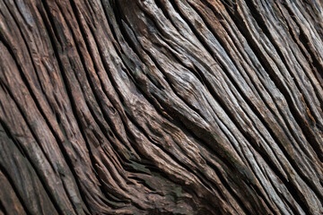 Beautiful wood grain.