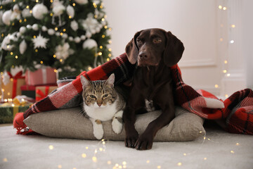 Cute cat and dog covered with plaid in room decorated for Christmas